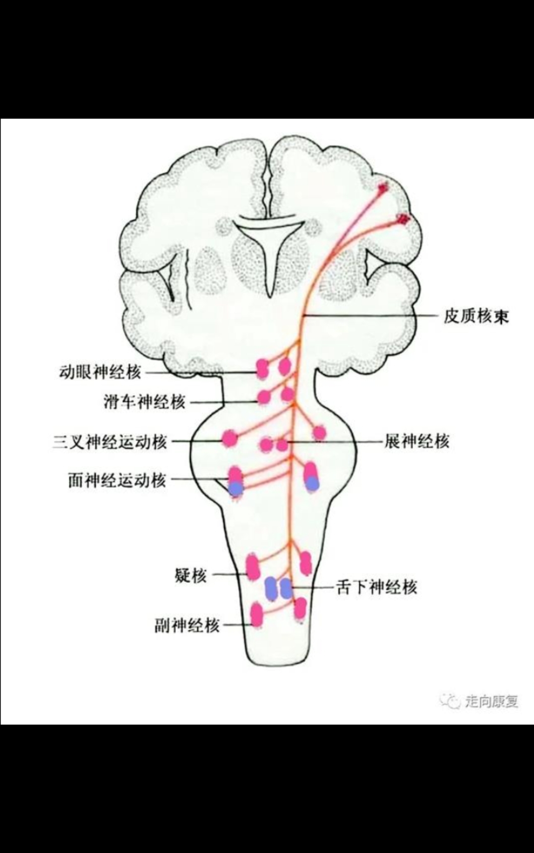 皮质脑干束传导示意图图片