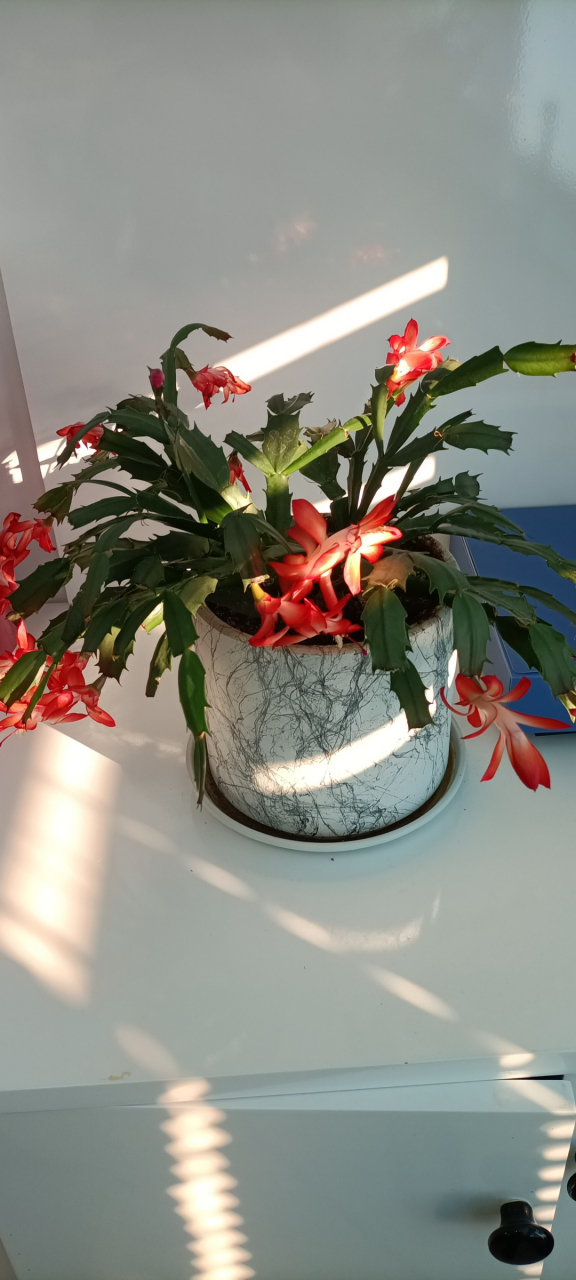 养花小知识# 【百度识图竟帮我找到蟹爪兰!】