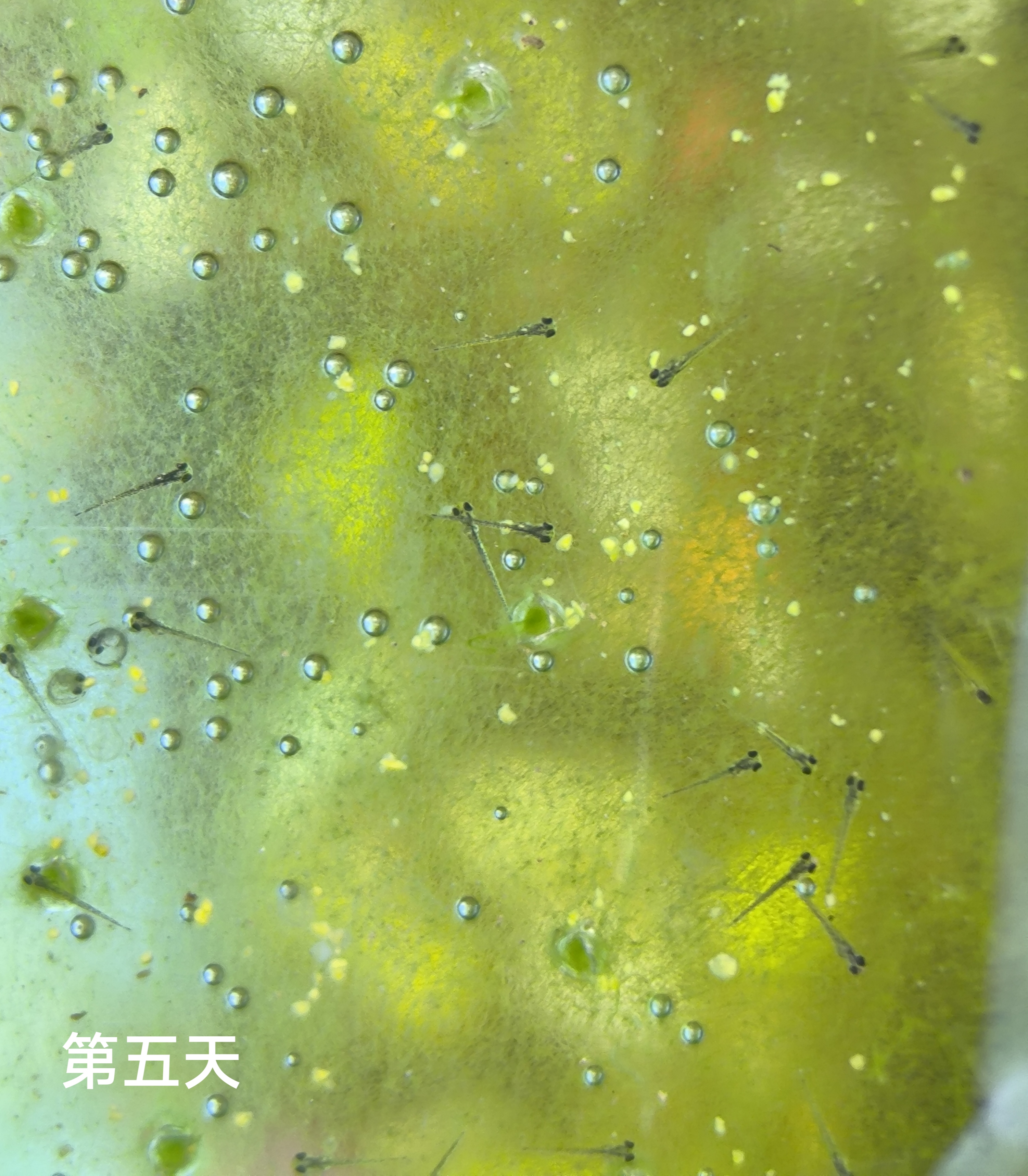 居然有130条斑马鱼宝宝,那就是180个卵,50个白卵,其余的都变成了小鱼