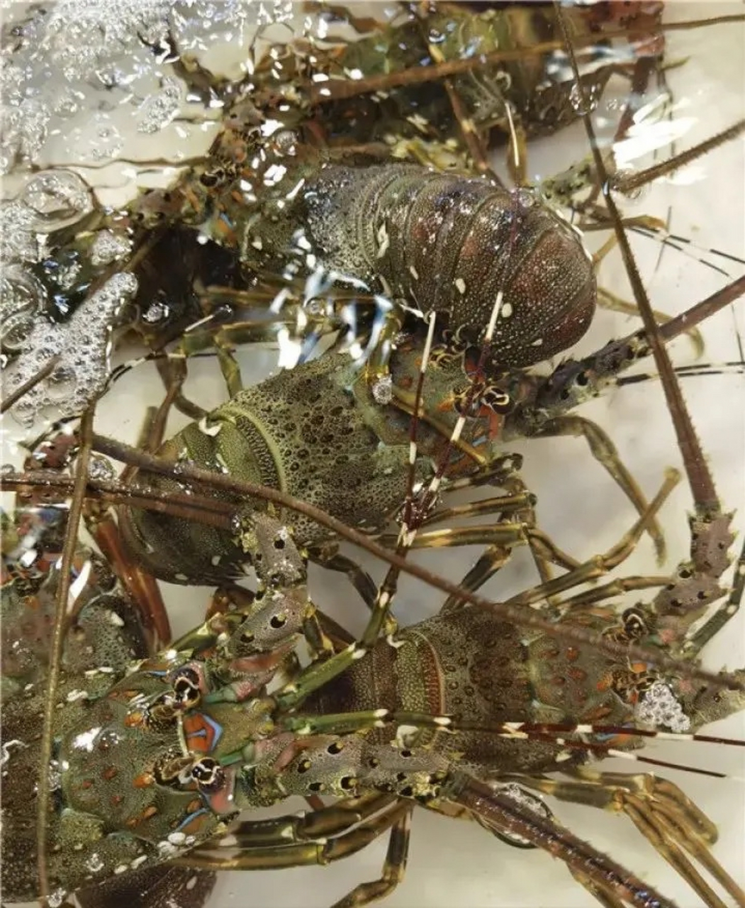 我爱鲜美湛江# 世间的龙虾品种不少,但像"硇洲青龙虾"这种拥有"惩廷