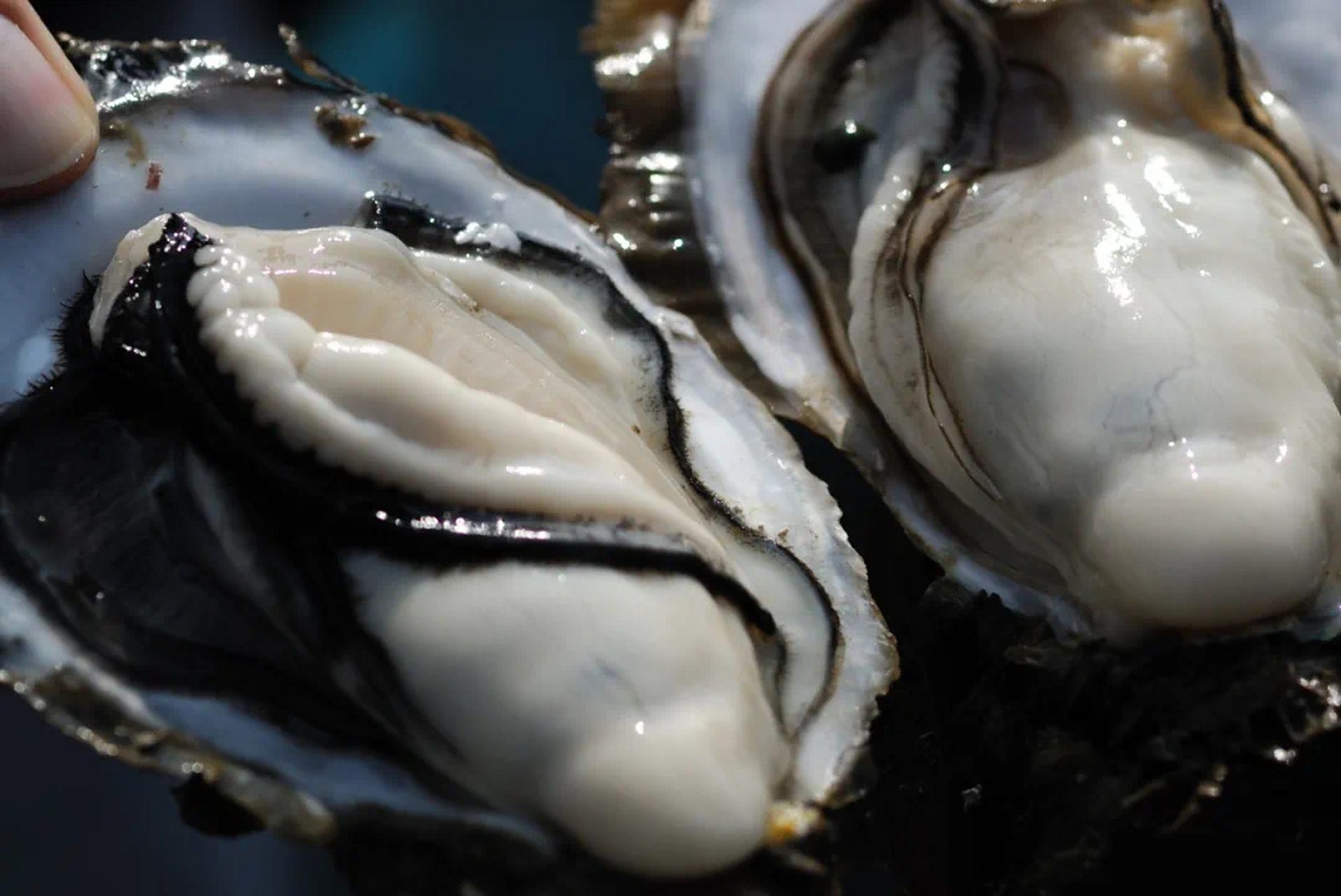 在这个生蚝上市季节,湛江官渡生蚝肥美上市了!