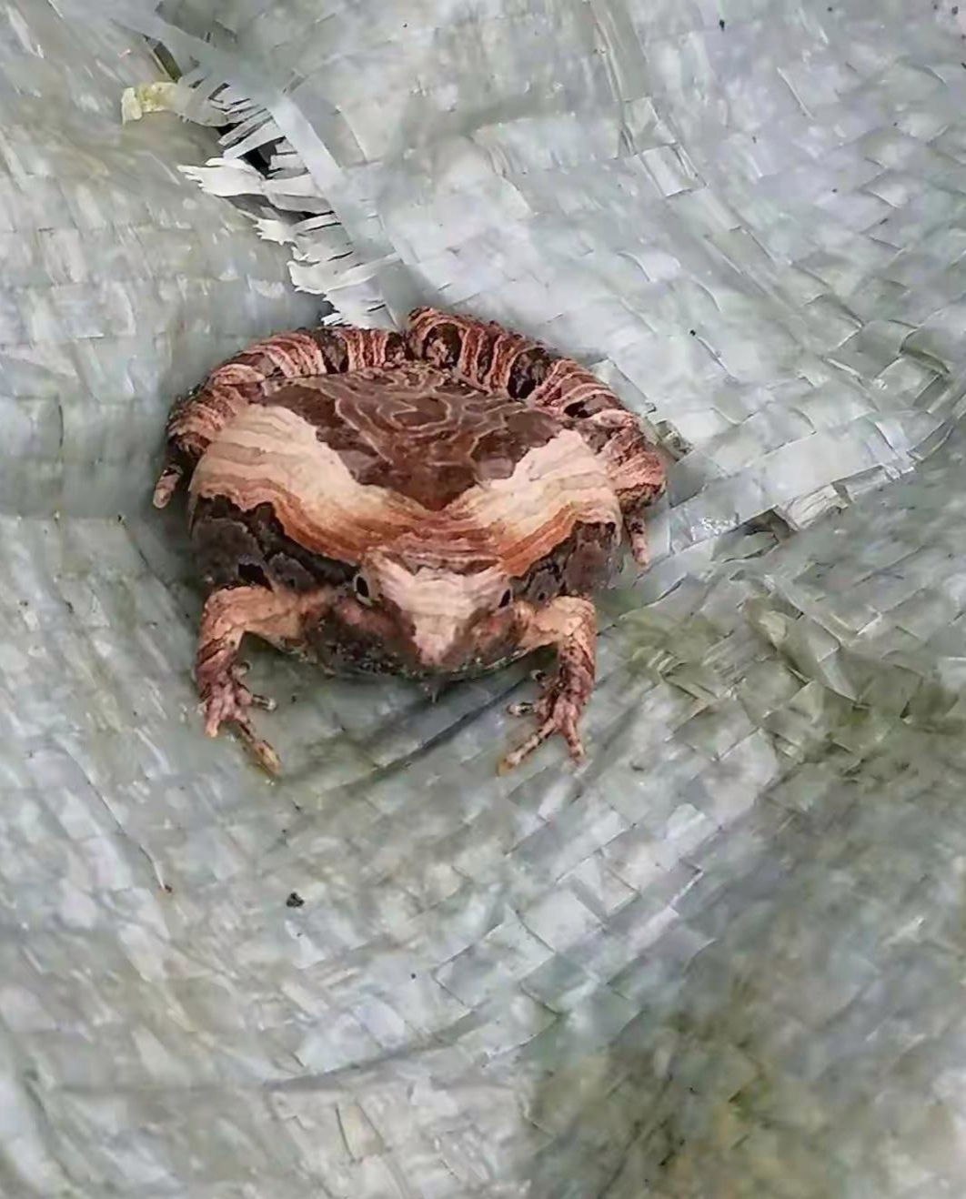 钓完鱼准备回家,突然旁边草丛跳出一只青蛙,跟木头似的,好丑,有人