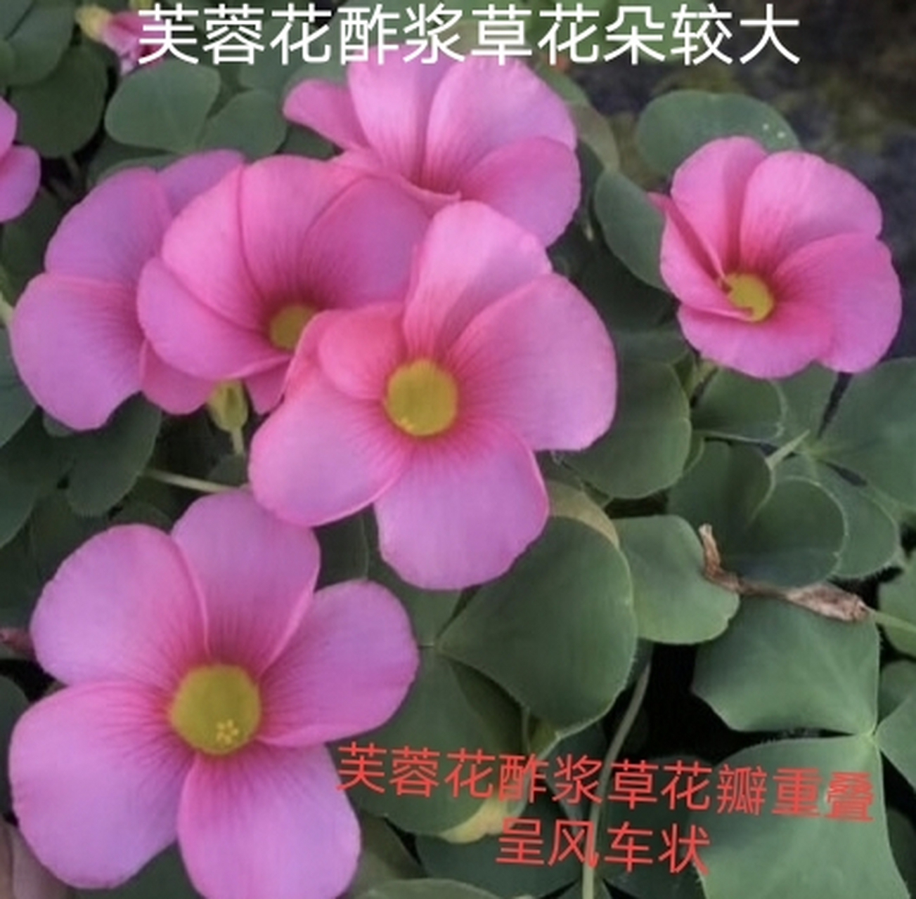 关节酢浆草,红花酢浆草,芙蓉花酢浆草 很多花友都说关节酢浆草,红花酢