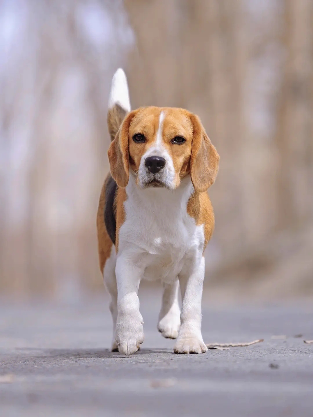 比格犬真实图片