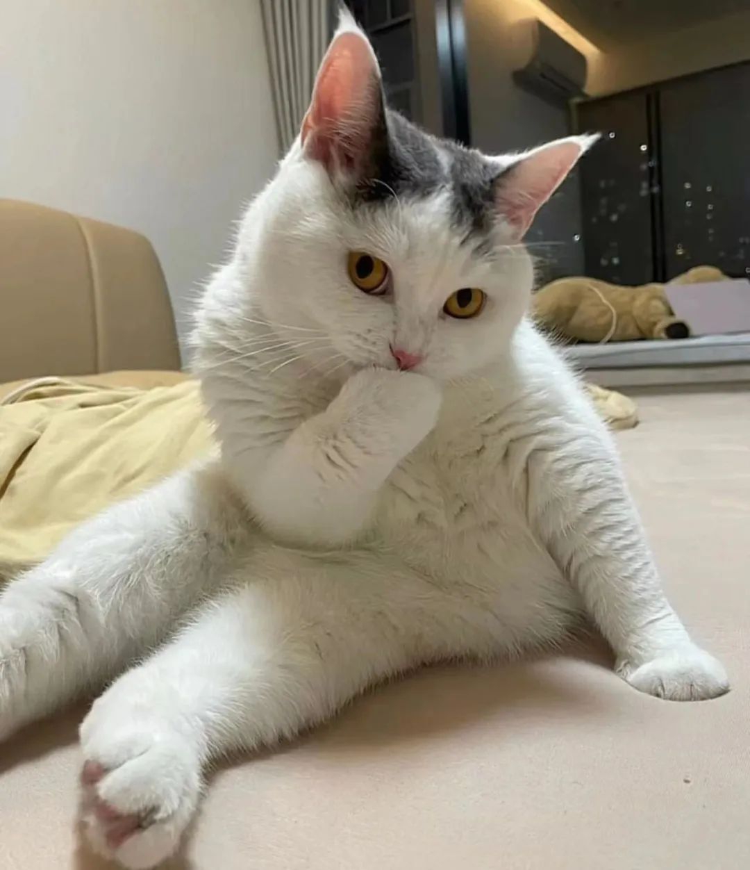 在一个充满欢乐的猫咪乐园里,各种不同类别的猫咪展现出了令人捧腹