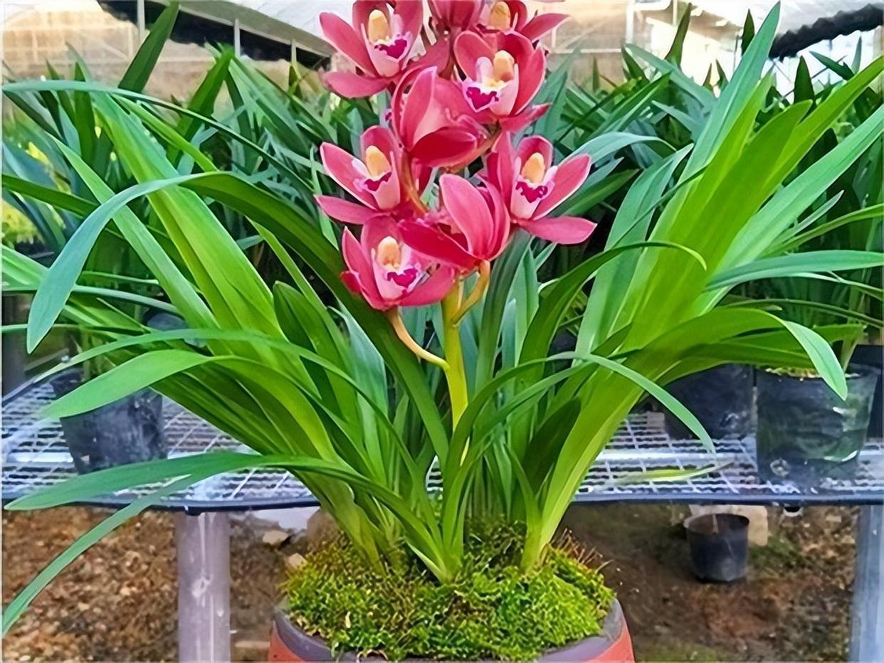 大将军兰花,它的花朵硕大而艳丽,红得热烈而奔放,仿佛是燃烧的火焰,每