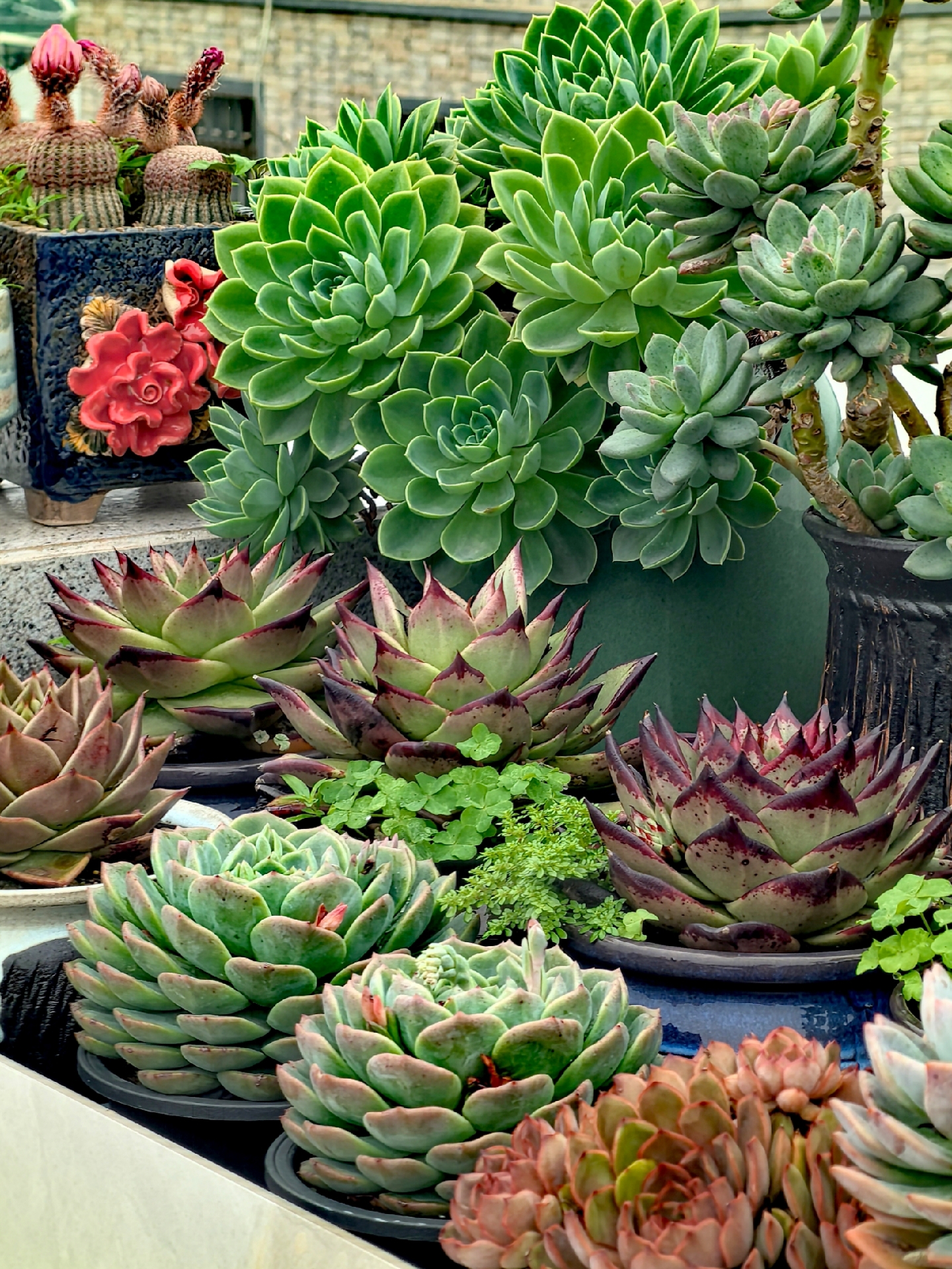 色彩斑斓的多肉世界,简直让人目不暇接!