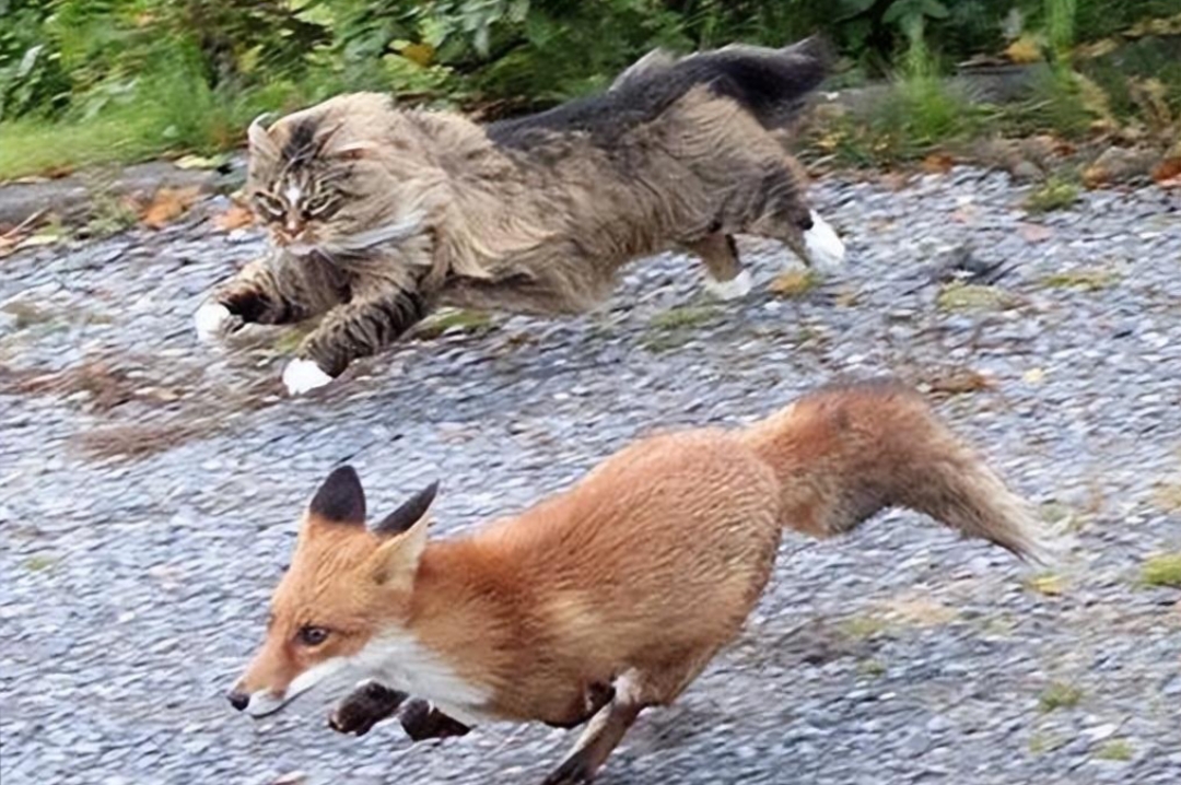 山猫健步如飞,气势汹汹,而狐狸则拼命逃窜,一边跑还一边回头张望,似乎