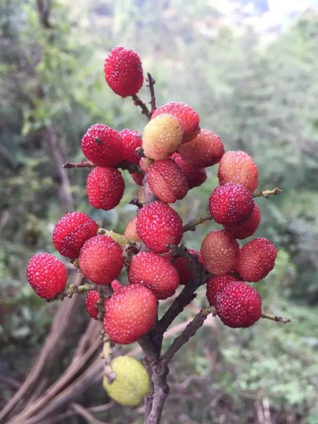 绍兴杨梅图片