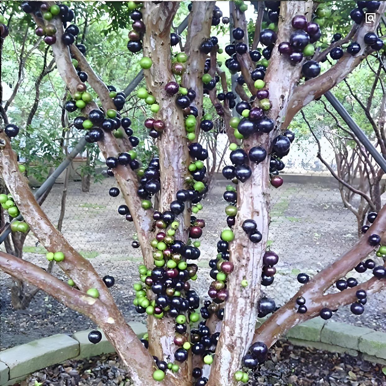 加多宝树结果了!