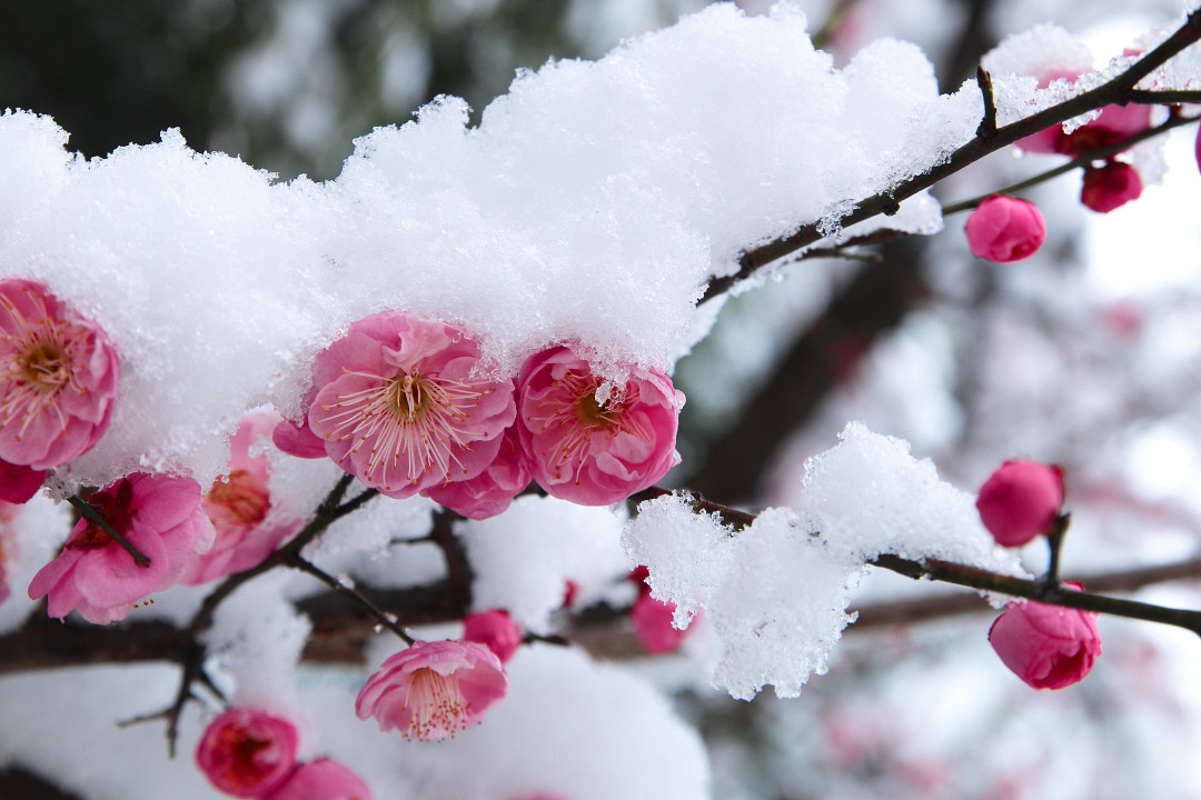 大雪纷纷扬扬地飘落