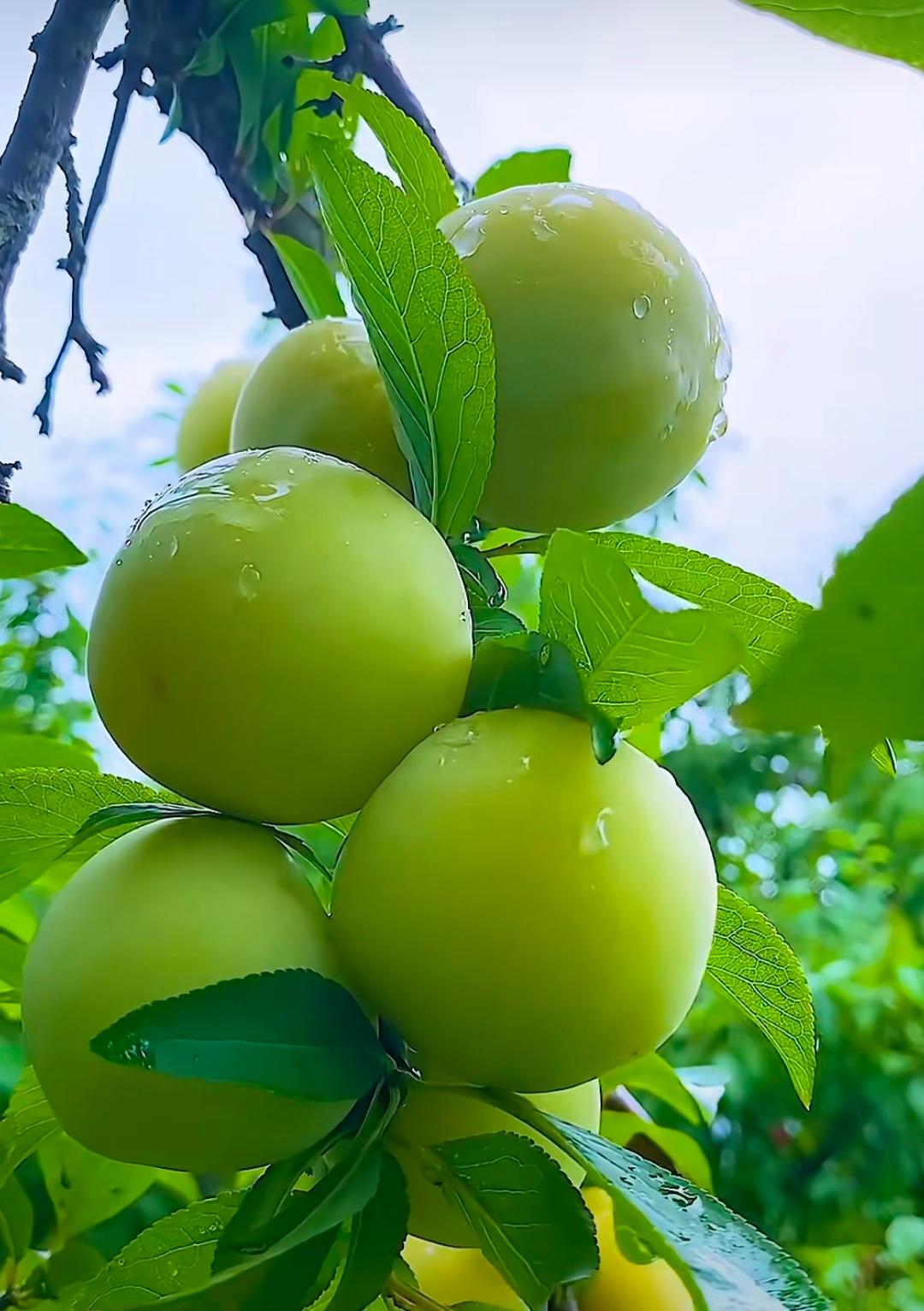 一颗颗青绿色的李子挂在枝头,它们在微风中轻轻摇曳,仿佛在展示着自己