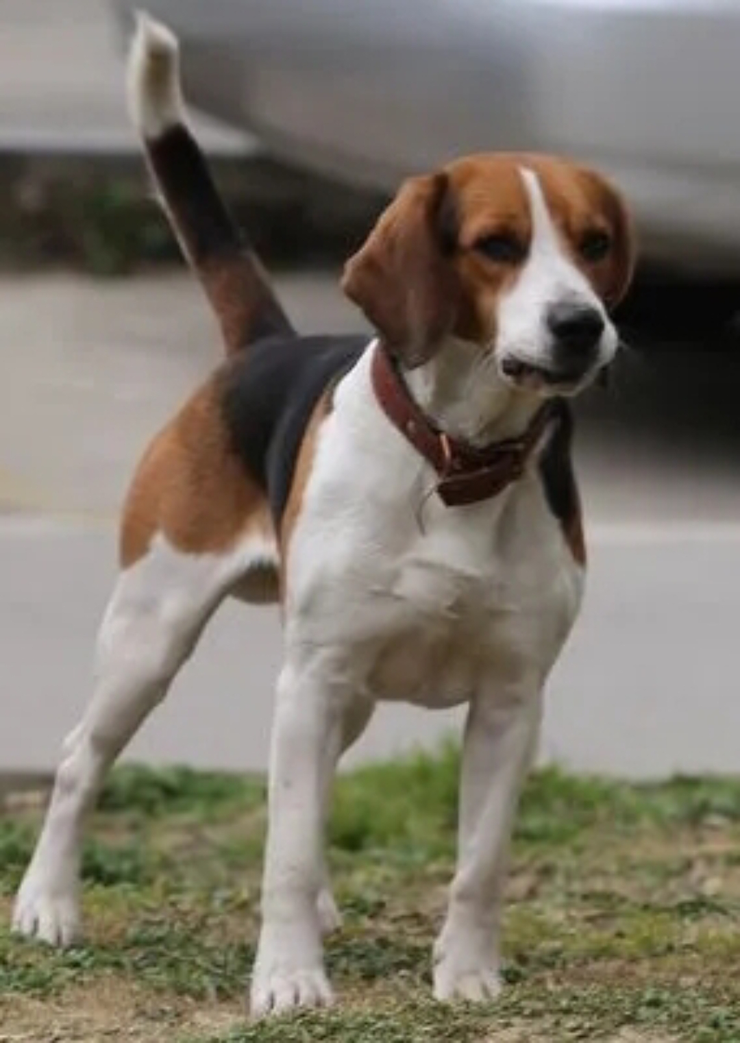 比格犬能长多大身材图片