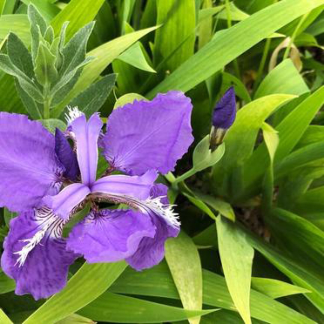 惊艳紫色的鸢尾花[鲜花]        每一朵鸢尾花都像是一个精致的艺术品