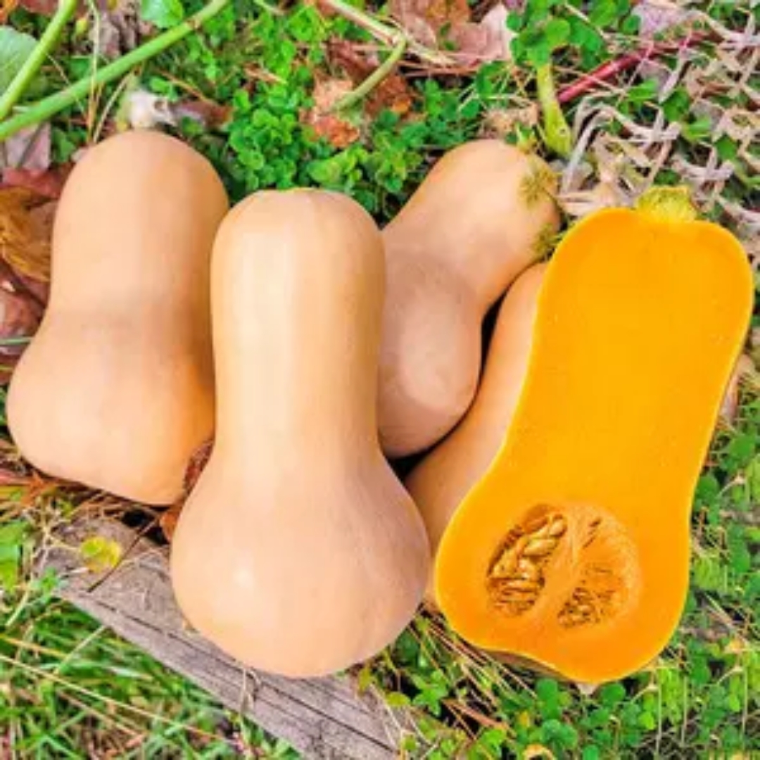 奶油小南瓜,是南瓜中的可爱精灵