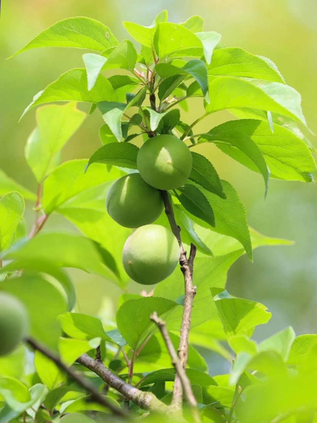 绿萼梅果实图片