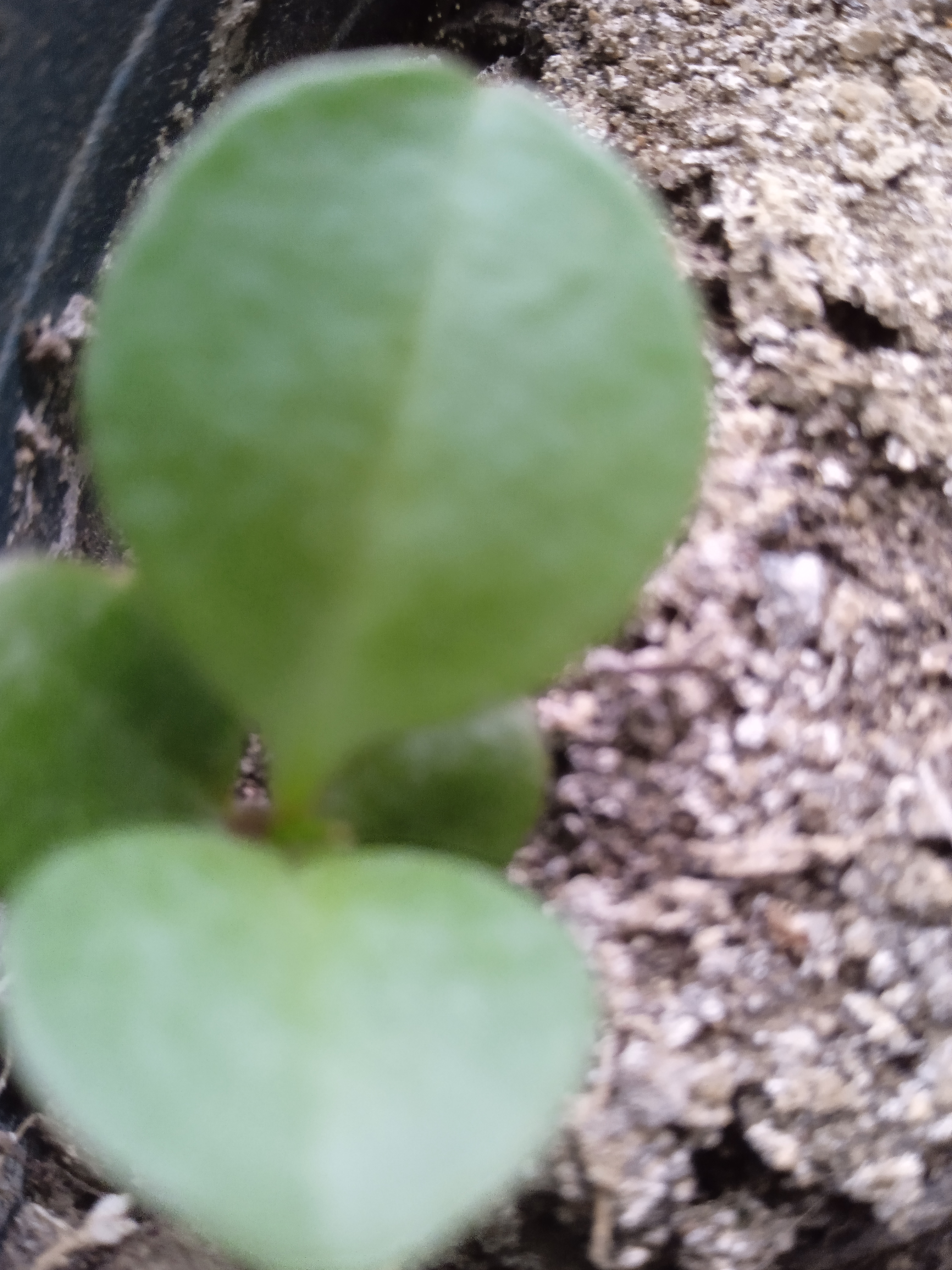 小绿芽破土而出,生命力就是这么顽强!