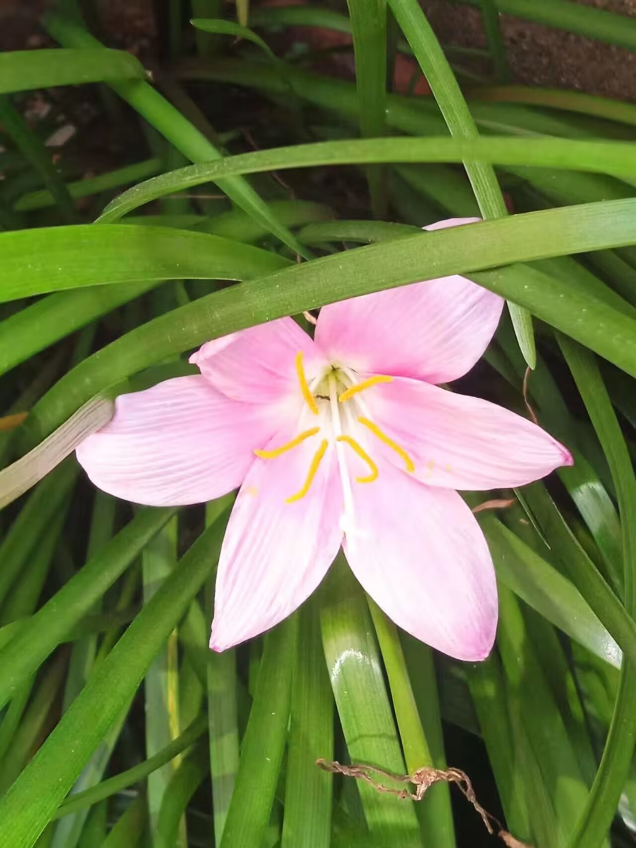 暖春小花照片图片