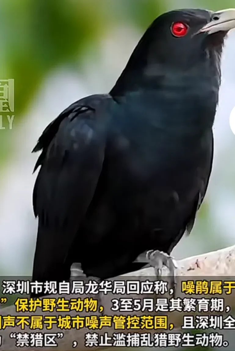 近日,在广东深圳龙华区,龙华文化广场附近的居民反映