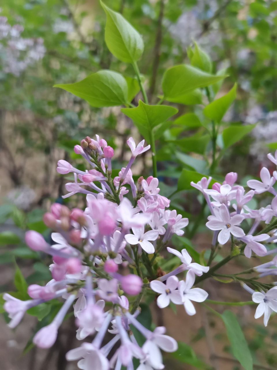 随手拍春天# 六瓣丁香,少见吗?