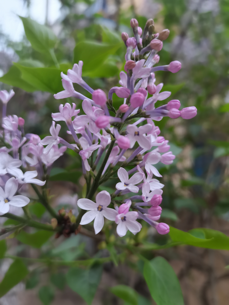 随手拍春天# 六瓣丁香,少见吗?