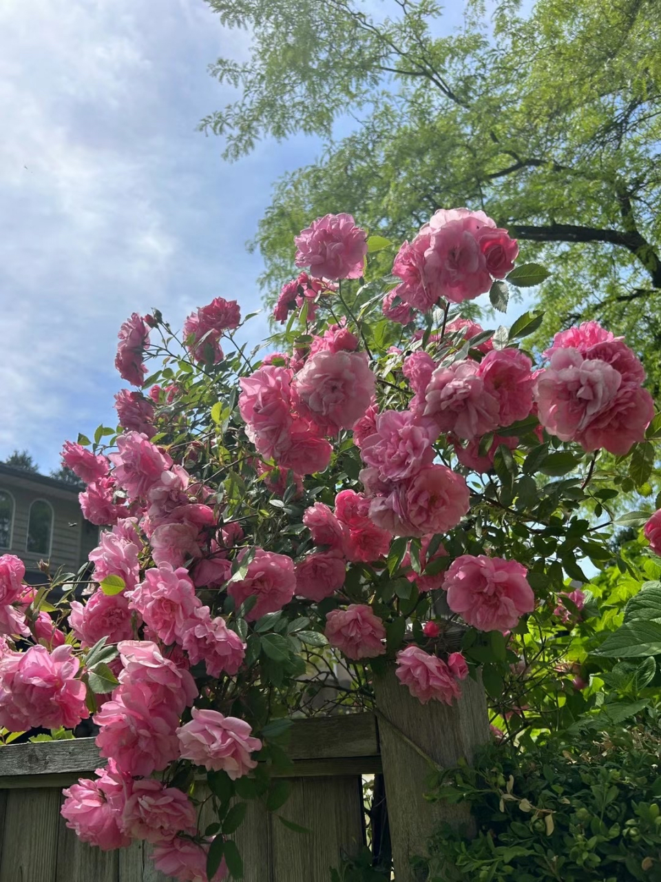 百叶蔷薇,好艳丽,是一个杂交品种.