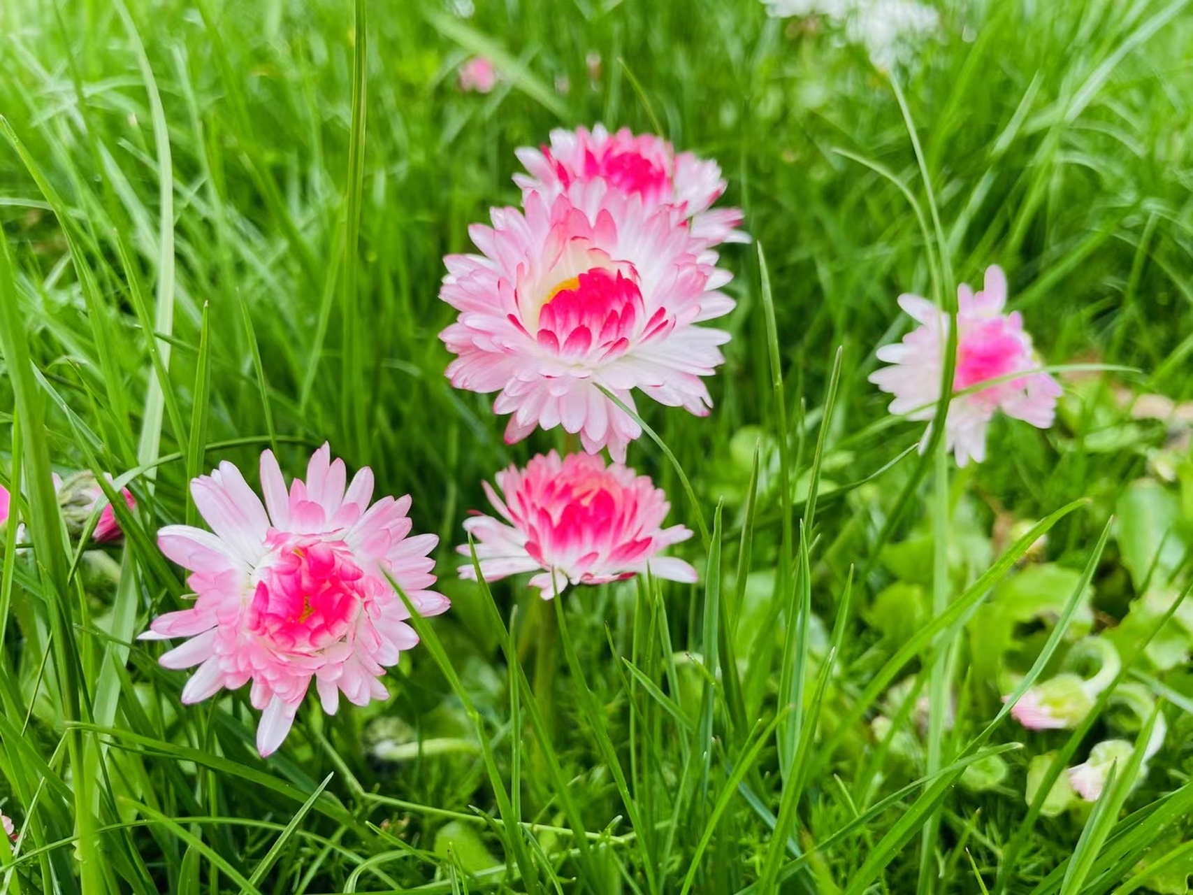色彩鲜艳的小雏菊,特别惹人喜爱,图片无水印,拿去下载吧!