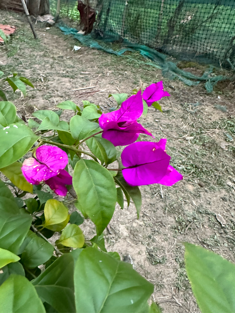 这朵花的花瓣像一片片叶子,玫红色,很艳丽,是赞比亚的国花,因花瓣像
