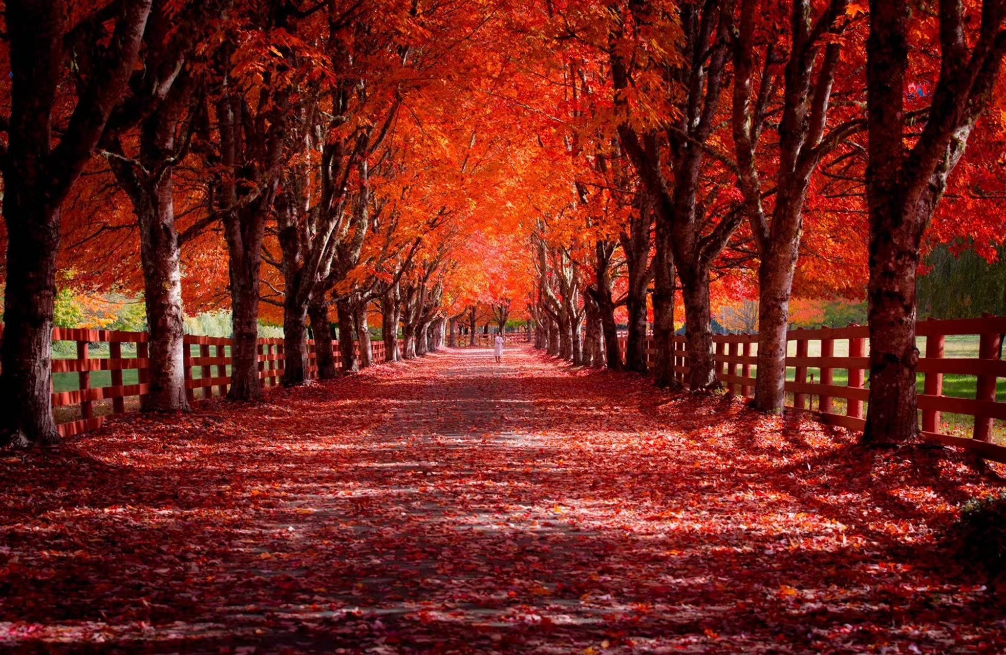 这是一个华人在美国西雅图购买下的农场,枫林是入口