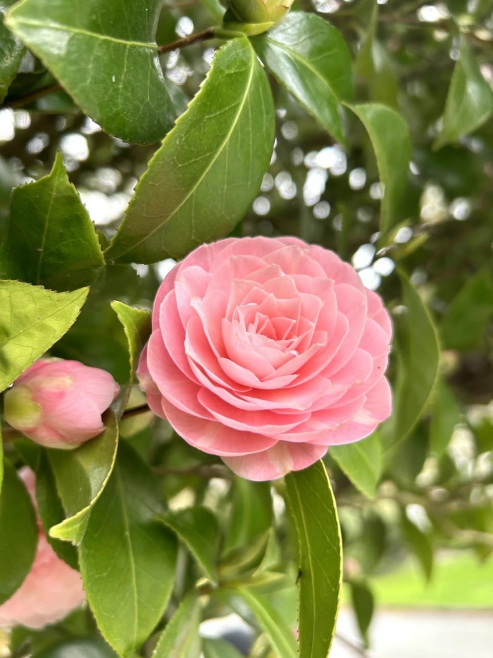 粉色的山茶花,花瓣层层叠叠,我常常摘下一朵,将一片片花瓣放入书中,有
