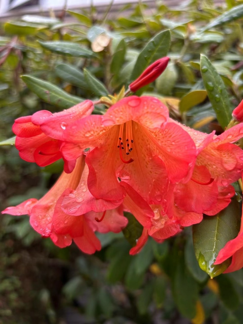 雨中杜鹃花图片图片