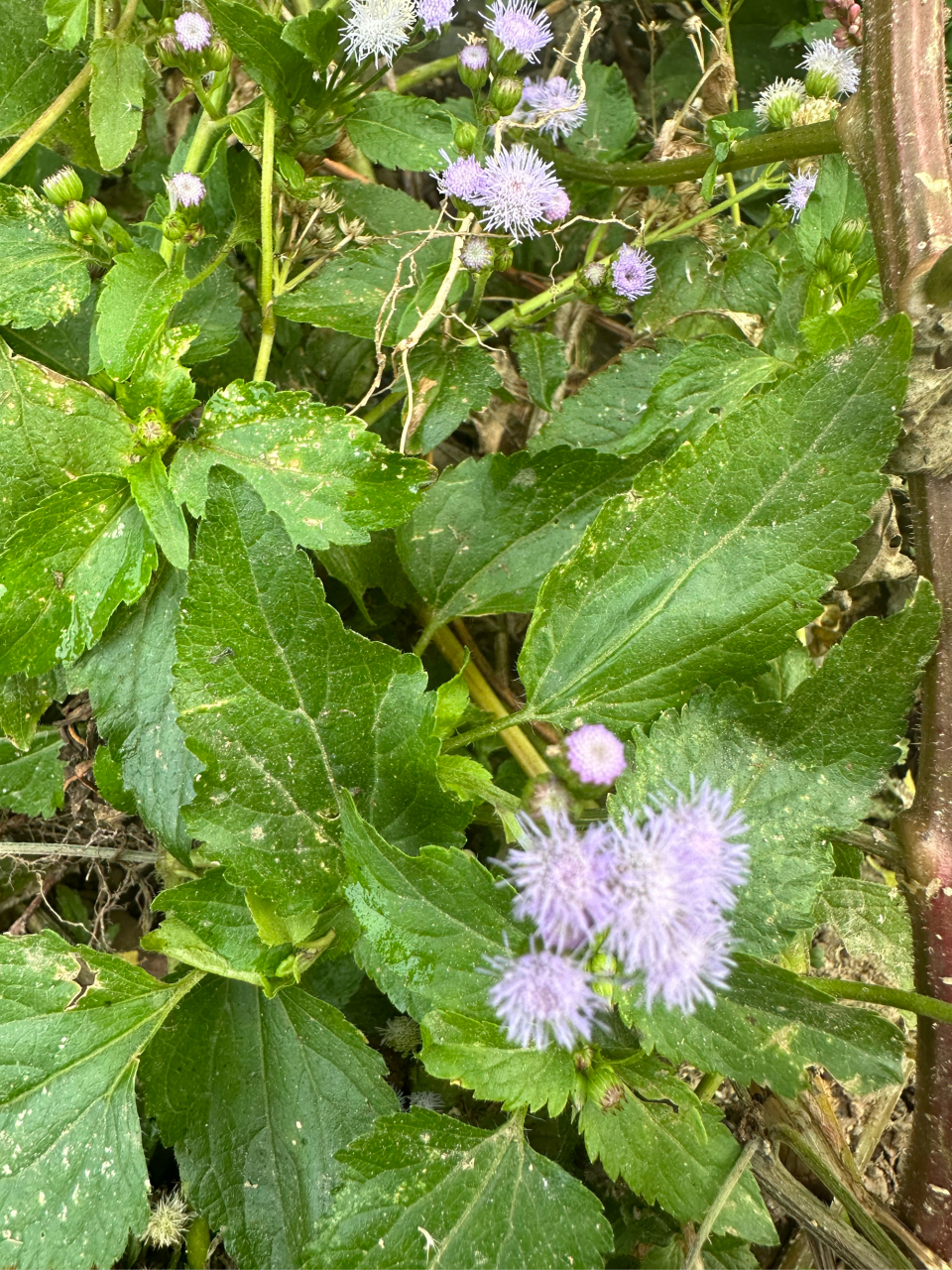 盛开山谷间的熊耳草,花为淡紫色,有毛茸茸的感觉.