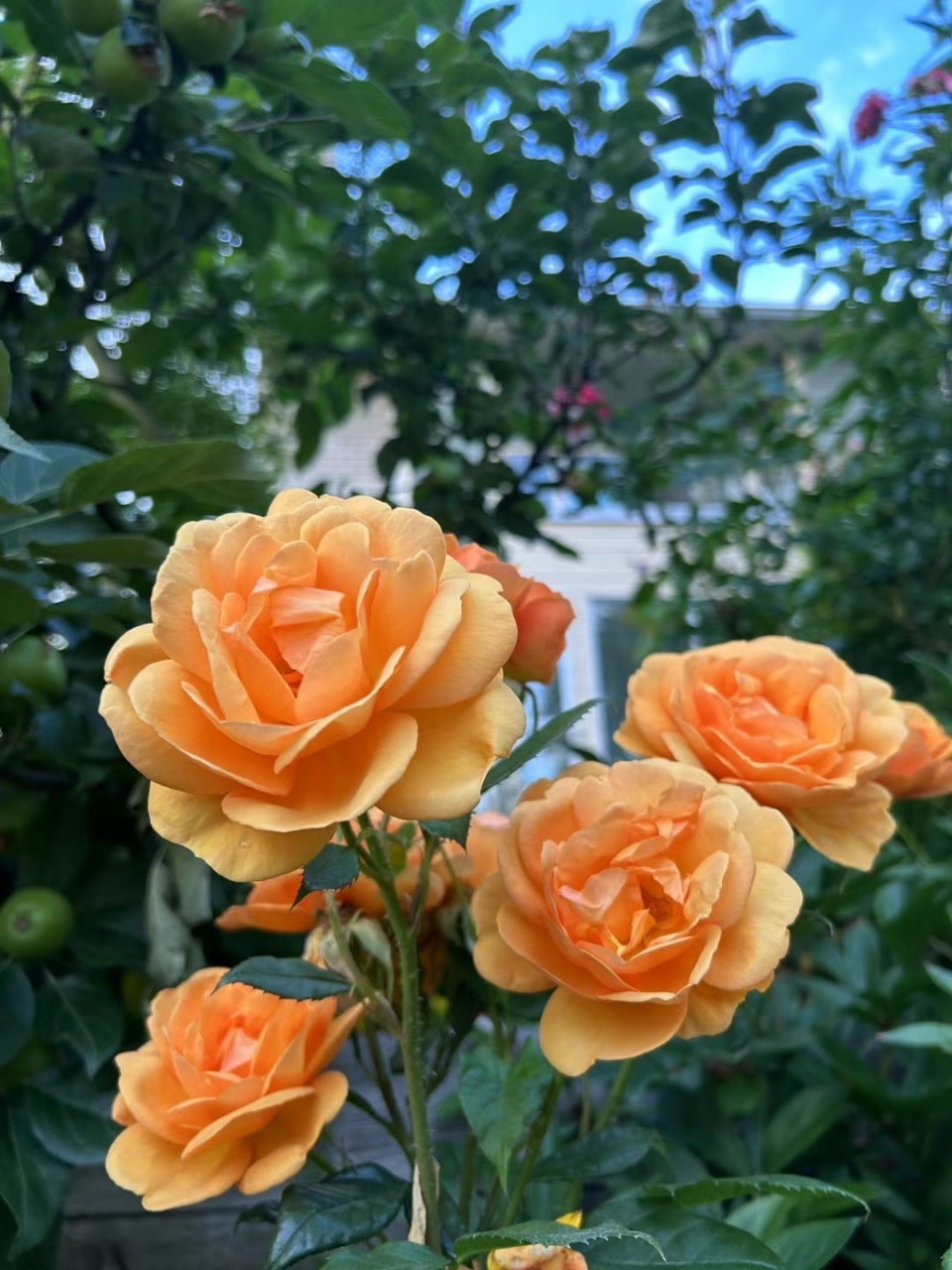 百叶蔷薇,好艳丽,是一个杂交品种.