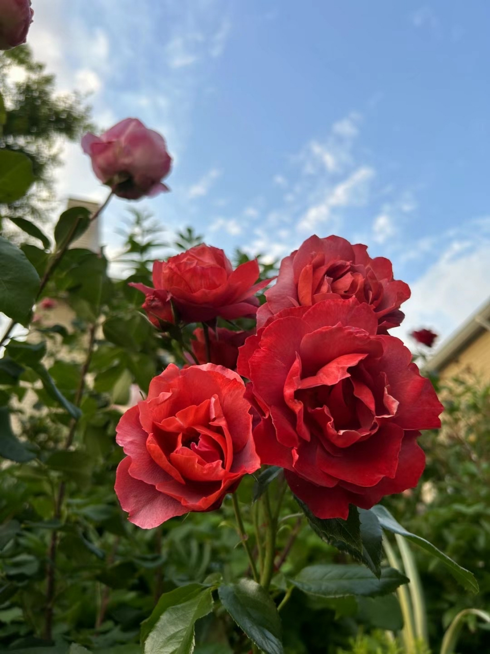 百叶蔷薇,好艳丽,是一个杂交品种.