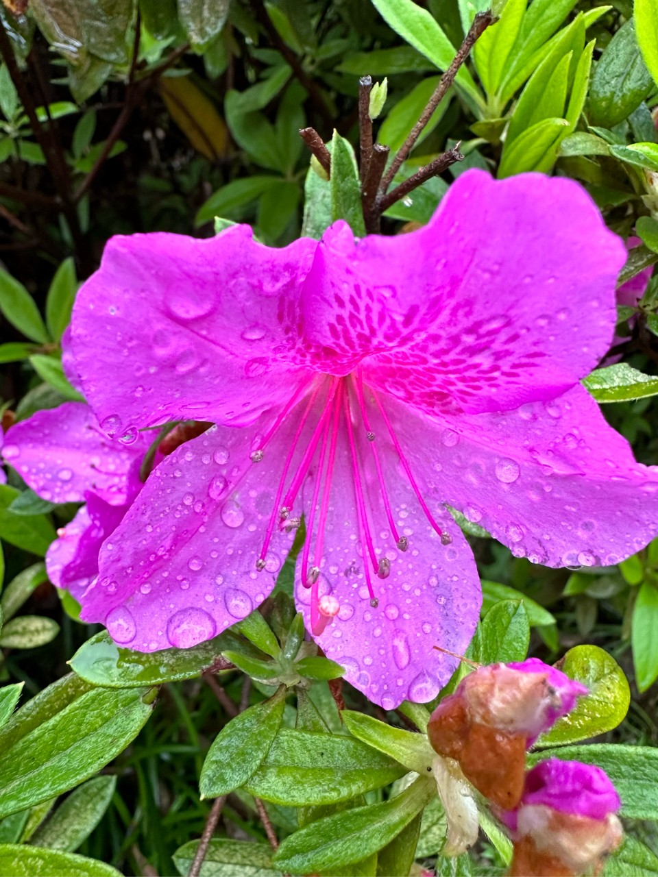 🌸粉红杜鹃盛开,清新美丽如画🌸  在这张图片中,一朵粉红色的杜鹃