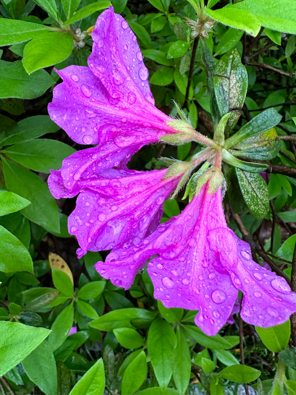 清新美丽如画94  在这张图片中,一朵粉红色的杜鹃花静静绽放,花瓣