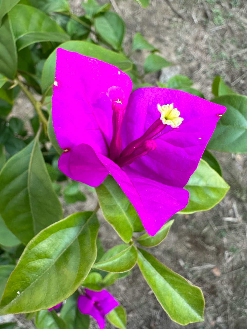 这朵花的花瓣像一片片叶子,玫红色,很艳丽,是赞比亚的国花,因花瓣像