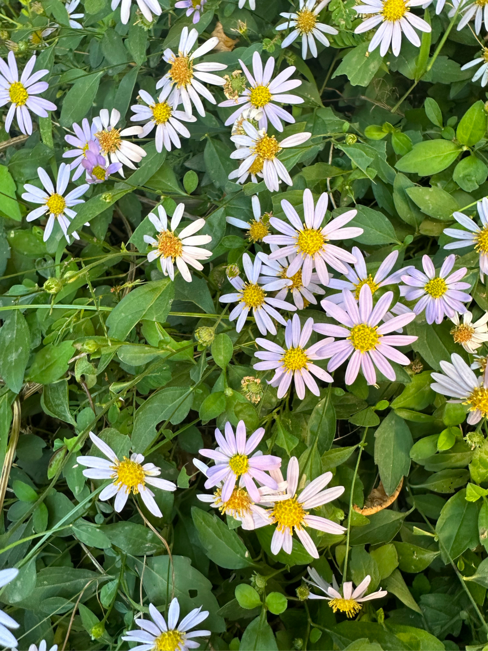 马兰头野菜花图片图片