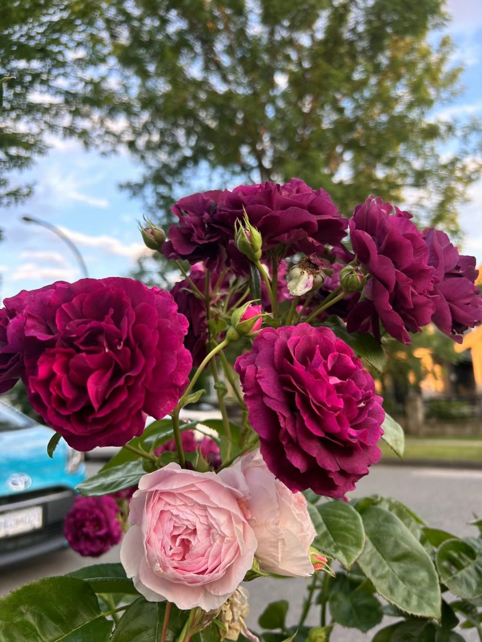 百叶蔷薇,好艳丽,是一个杂交品种.