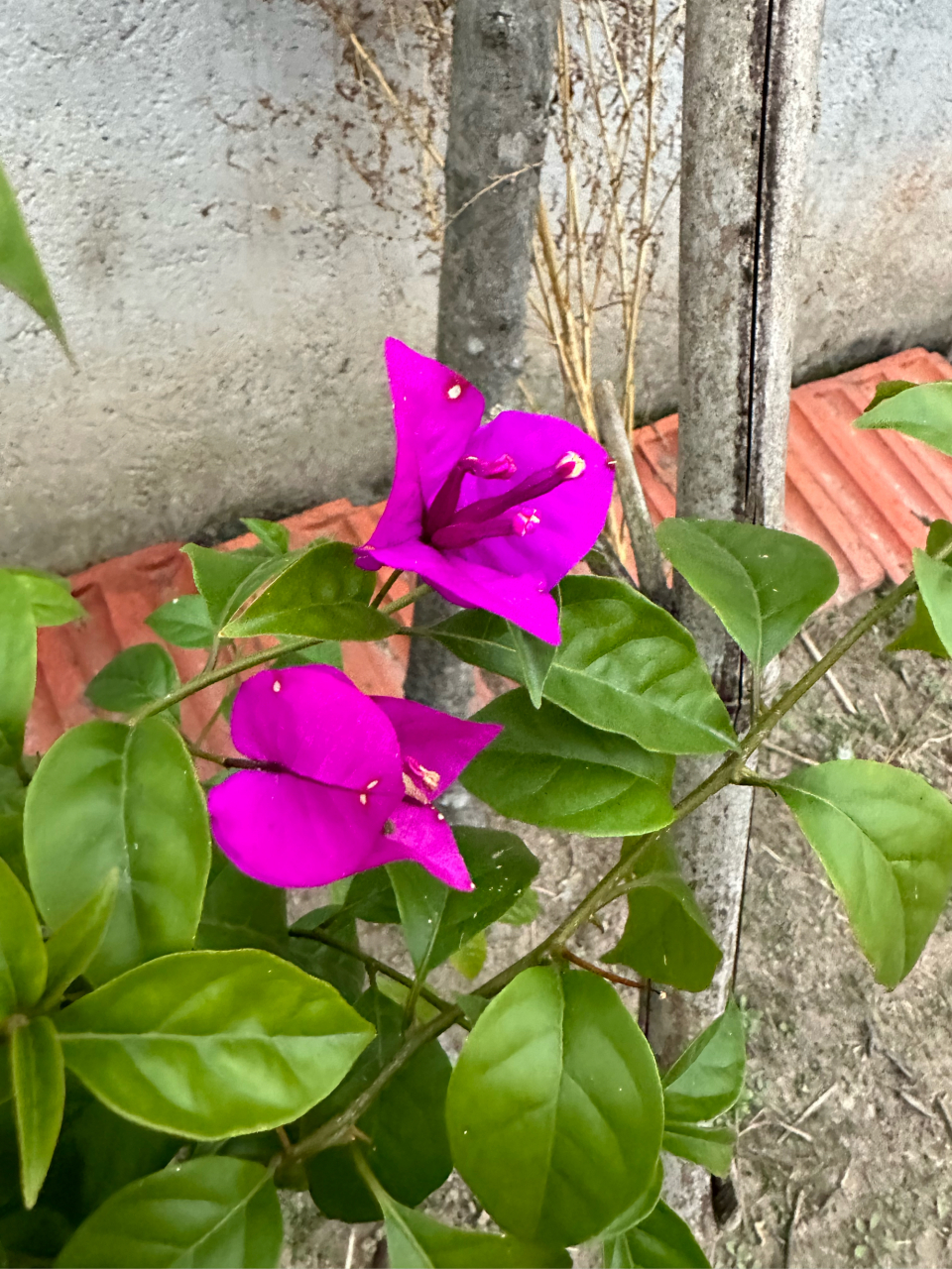 这朵花的花瓣像一片片叶子,玫红色,很艳丽,是赞比亚的国花,因花瓣像