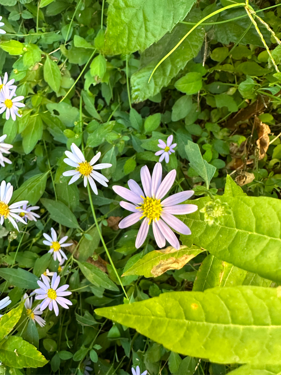 马兰头野菜花图片图片