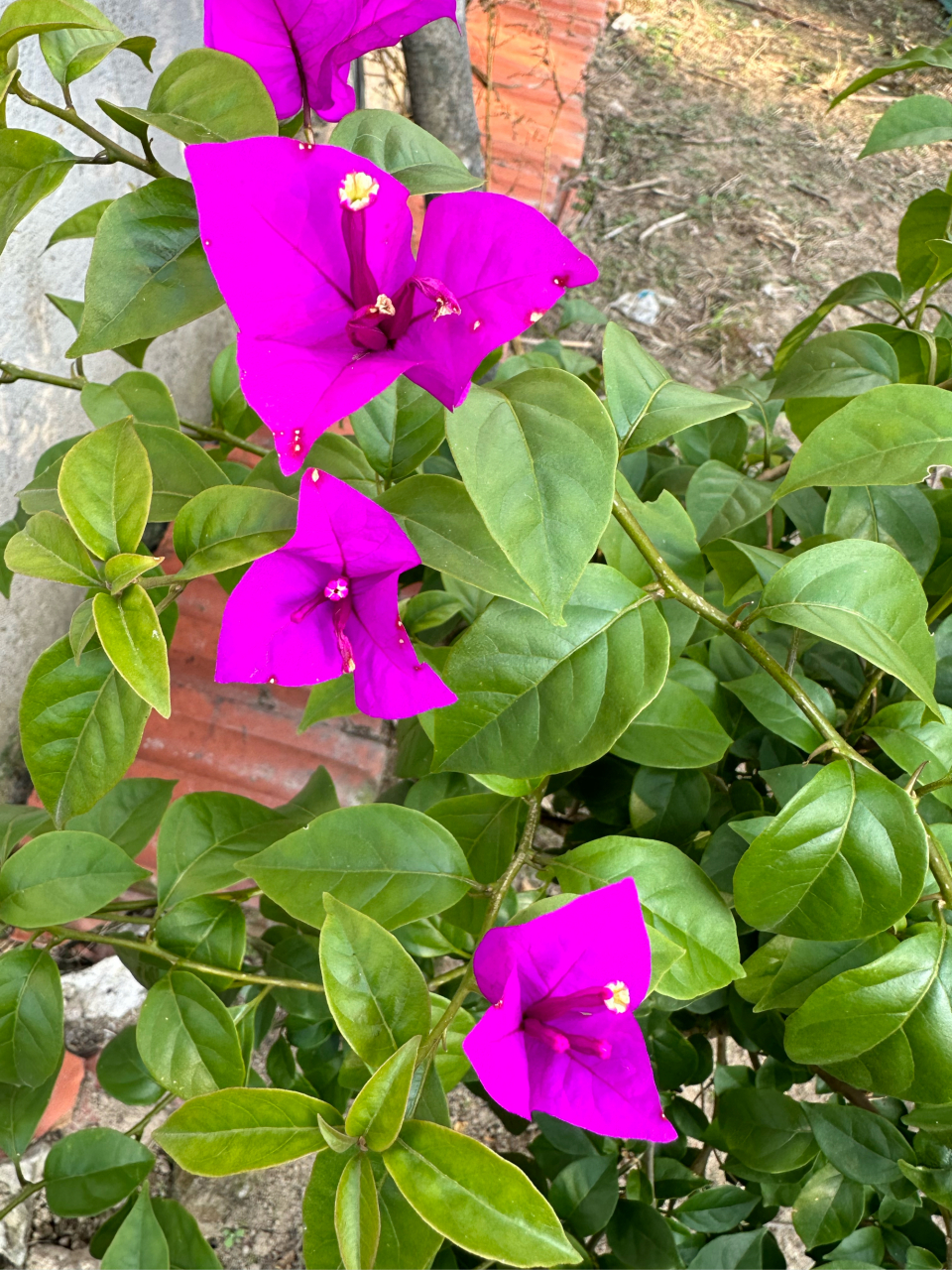 这朵花的花瓣像一片片叶子,玫红色,很艳丽,是赞比亚的国花,因花瓣像