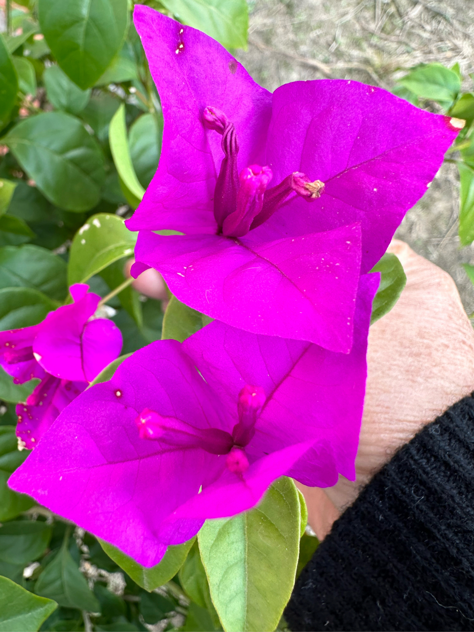 这朵花的花瓣像一片片叶子,玫红色,很艳丽,是赞比亚的国花,因花瓣像