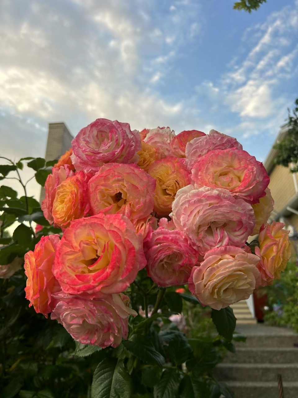 百叶蔷薇,好艳丽,是一个杂交品种.