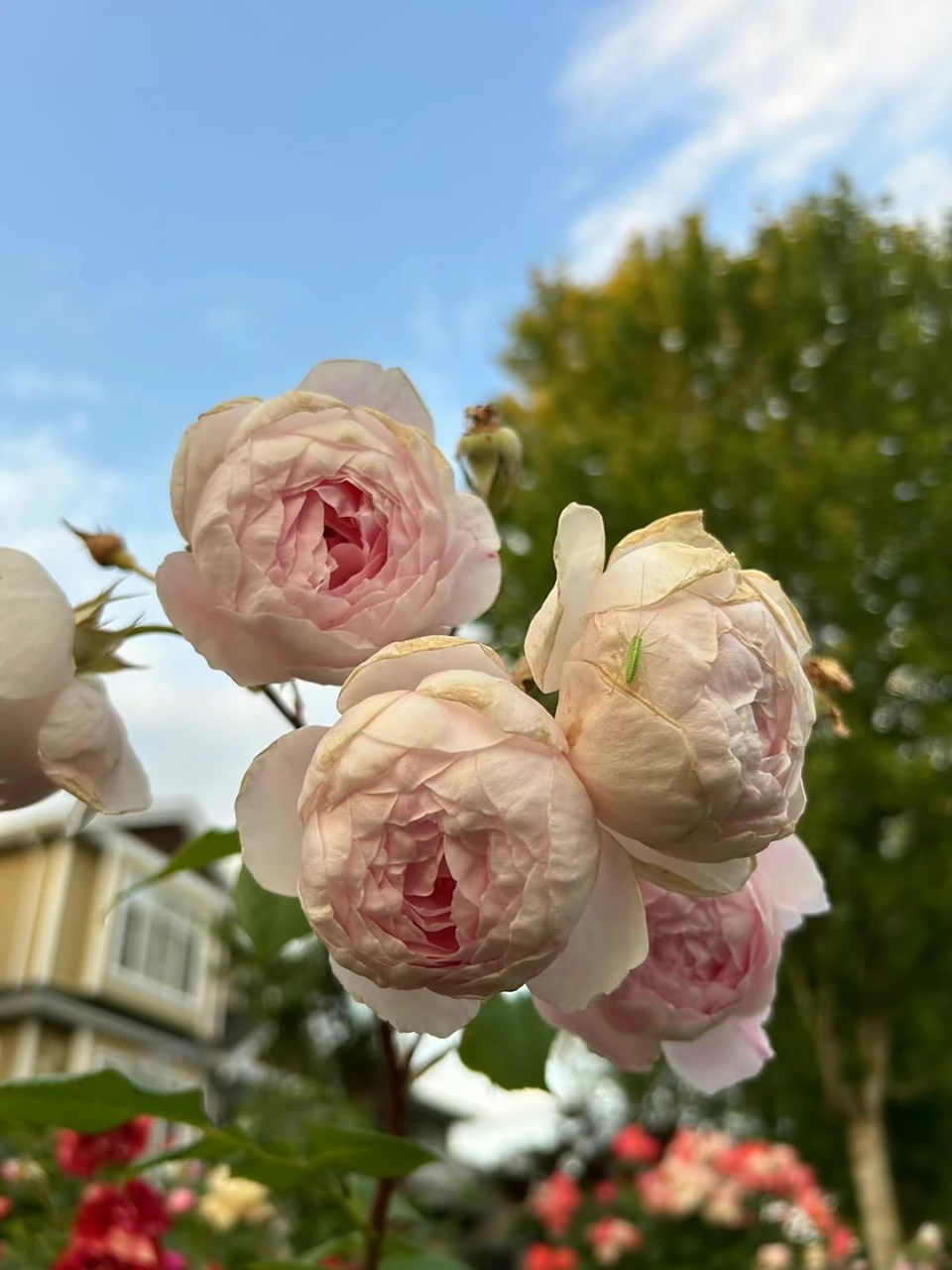 百叶蔷薇,好艳丽,是一个杂交品种.