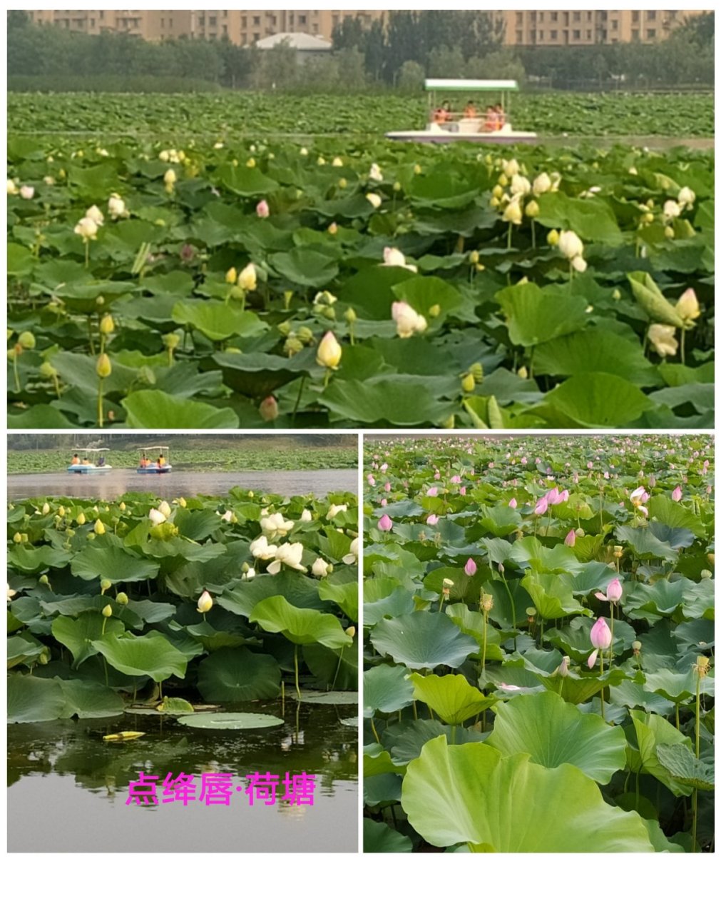 水波觳皱,蛙鸟齐鸣奏 袅袅婷婷,出水兼娉羞.