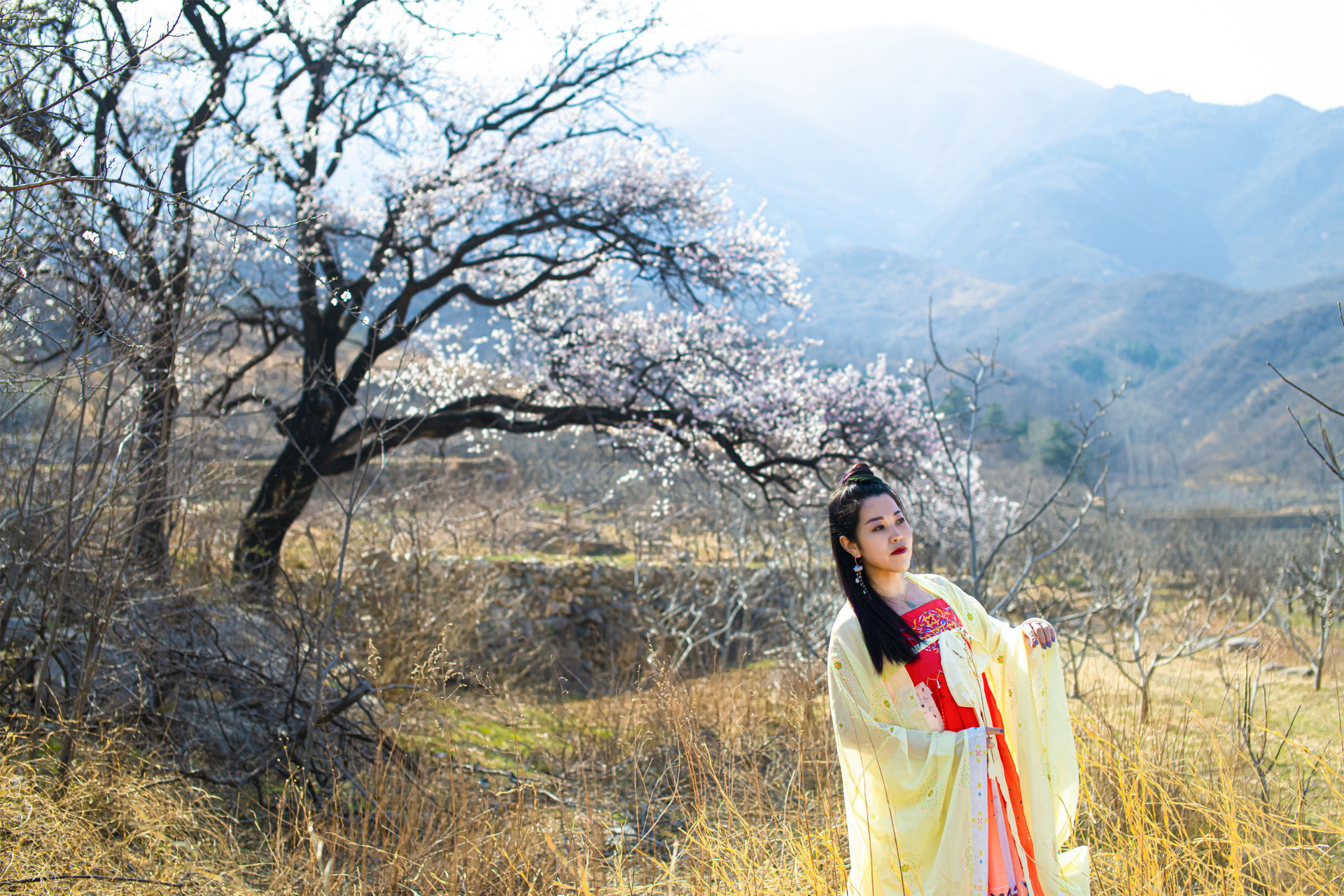 河北省石家庄市赞皇县波浪坡200年老杏树旁.#河北# #石家庄