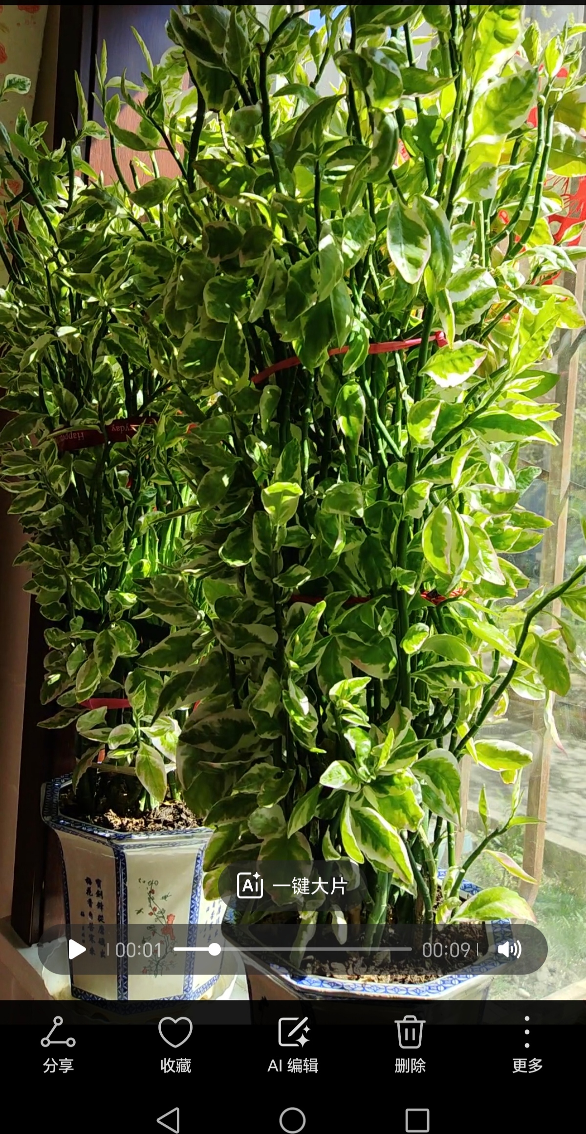 系风景#今天去朋友家串门,一进门就被她家窗台上两盆红雀珊瑚惊艳到了