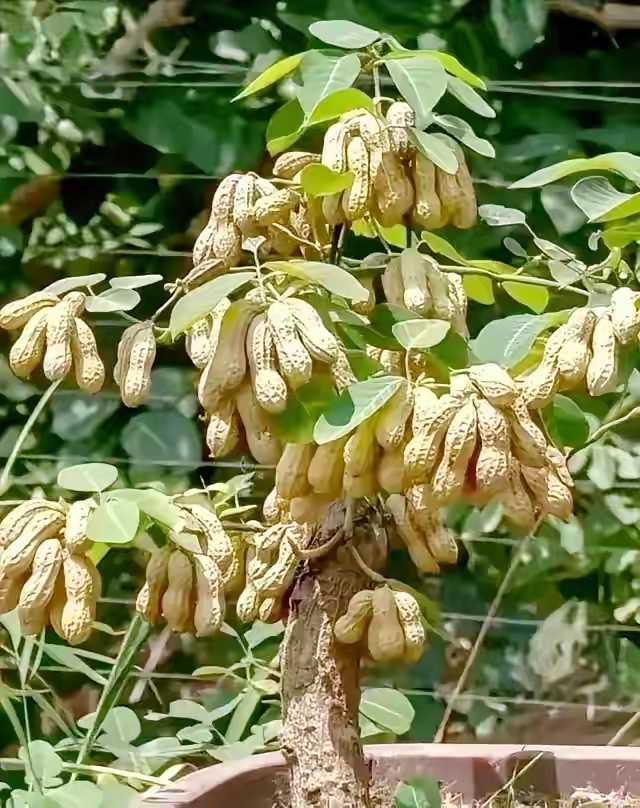 这棵花生树结的果子沉甸甸,丰收的喜悦挂在枝头.