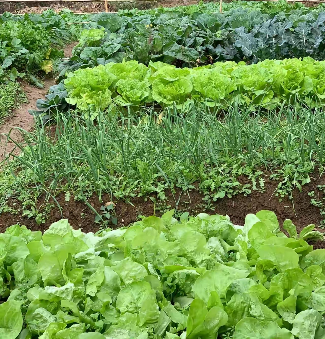 菜园菜生虫我打了农药